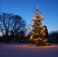 Kerstboom op plein